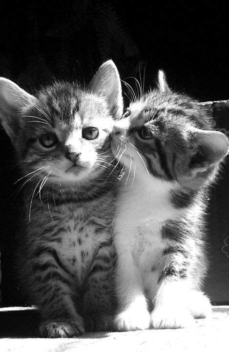 Super Cute Animals 101 Pics Baby Cats Kittens Cutest
