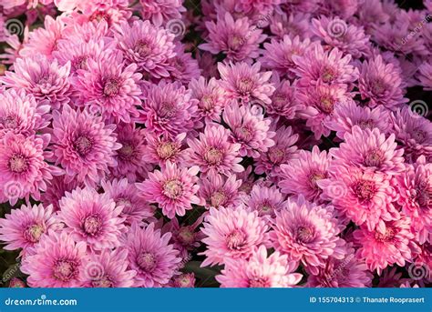 Beautiful Purple Mums Or Chrysanthemums Stock Image Image Of Color