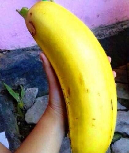 Musa Ingens Giant Banana Rare Banana Largest Plant In The World