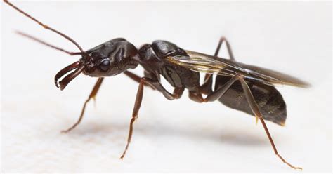 Tiny Ants In House Ontario Latashia Whitaker