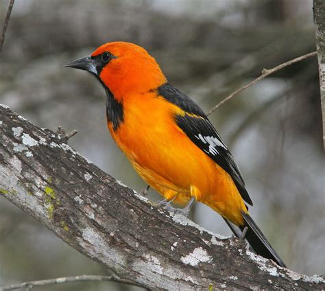 Free Images Nature Branch Looking Wildlife Orange Portrait Beak