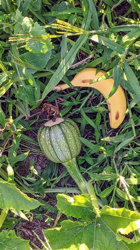My First Gourd Banana For Scale Gardening