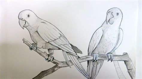Drawing Two Parrots Sitting On A Branch Pencil Art Timelapse Youtube