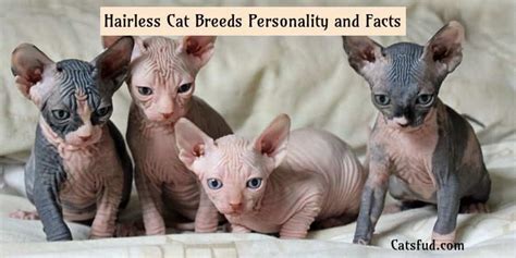 Egyptian Cat Breeds Hairless Dogs And Cats Wallpaper