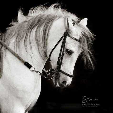 Horse Photography Black And White Horse Photography Fine Art Equine