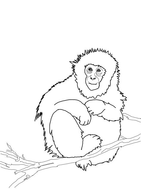 Get hold of these colouring sheets that are full of monkey pictures and offer them to your kid. Free Printable Monkey Coloring Pages For Kids