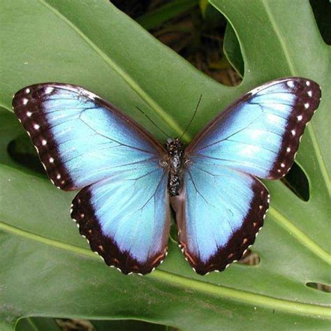 Blue Morpho Butterfly Rainforest Kids Games And Activities Blue