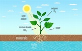 Class 11 Photosynthesis in Higher Plants - Leverage Edu