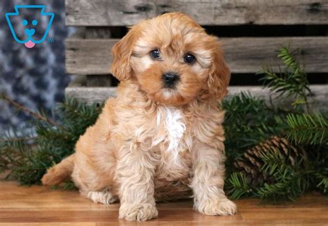 Everyone at premier pups was very helpful and patient with me as i tried to decided which dog bred was the best for our family. Marley | Cavapoo Puppy For Sale | Keystone Puppies