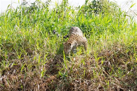 Jaguar From Pantanal Brazil Stock Image Image Of Adventure Hunting
