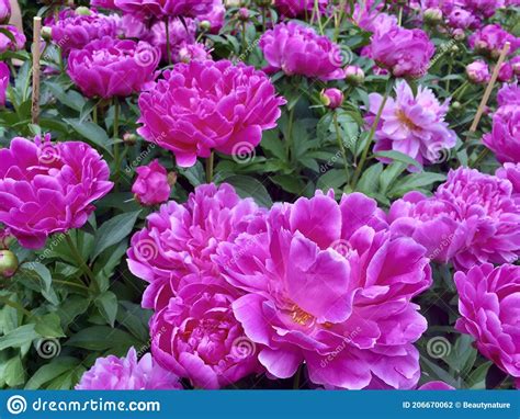 Vivid Purple Pink Peony Flowers Fully Blooming Stock Photo Image Of