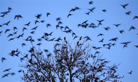 Birds Flying And Tree In Foreground Stock Image Image Of Group