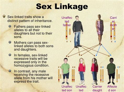 PPT Linked Genes Sex Linkage And Pedigrees PowerPoint Presentation