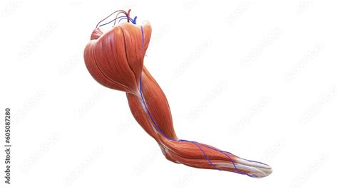 Illustration 3d Image Of Human Arms Anatomy Diagram Showing Bones And