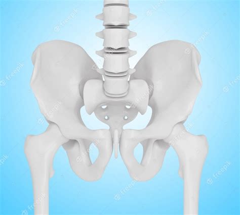 Premium Photo 3d Illustration Of The Skeletal Hip