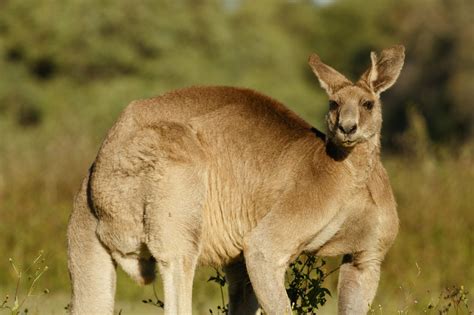 Red Kangaroo Muscles