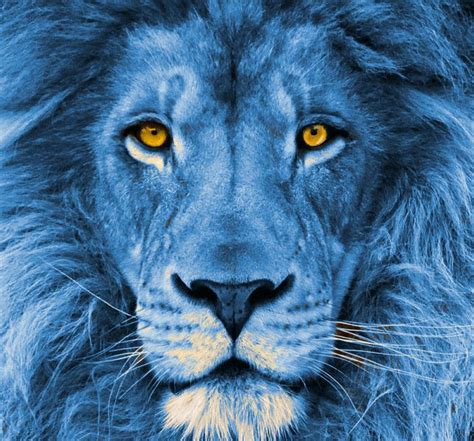 Blue Lion In 2021 Blue Lion Lion Pictures Lion