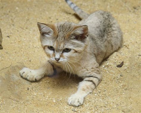 Lifespan, distribution and habitat map, lifestyle and social behavior, mating habits, diet and nutrition, population size and status. 9 things you didn't know about the sand cat | MNN - Mother ...