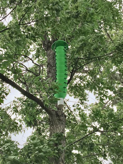 Urban Forestry Crews To Place Emerald Ash Borer EAB Traps In City Parks City Owned Properties