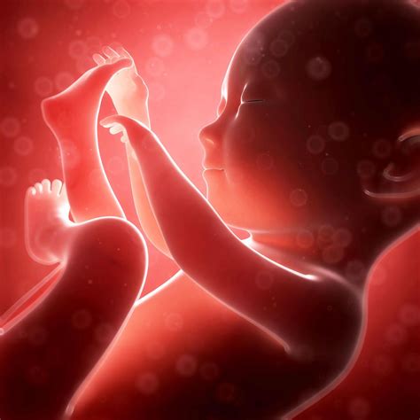 Your Baby S Alertness In The Womb