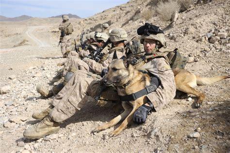 Squad Fiftyone Pet Emergency Response United States War Dogs