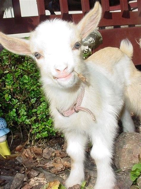 Saanen Goat Kid Cute Baby Animals Cute Animals Cute Goats