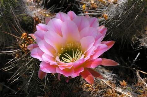 How to encourage cactus to bloom? Cactus Flower Part 3 - We Need Fun