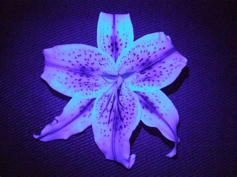 Blue Stargazer Lily Recent Photos The Commons Getty Collection