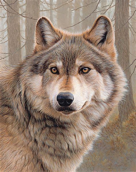 Timber Wolf Painting By Andrew Hutchinson Fine Art America