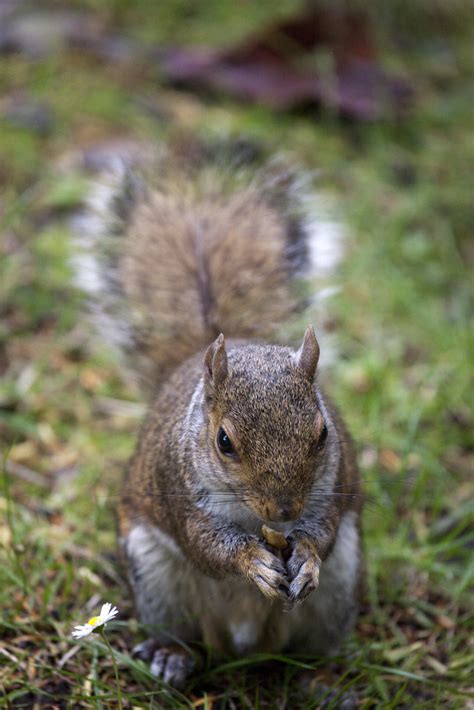 Botanic Gardens Resident Grey Squirrel There Are Two Typ Flickr