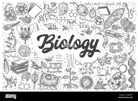 Hand Drawn Biology Vector Doodle Set Stock Vector Image And Art Alamy