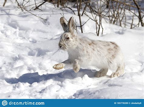 A White Snowshoe Hare Or Varying Hare Running Through The Winter Snow