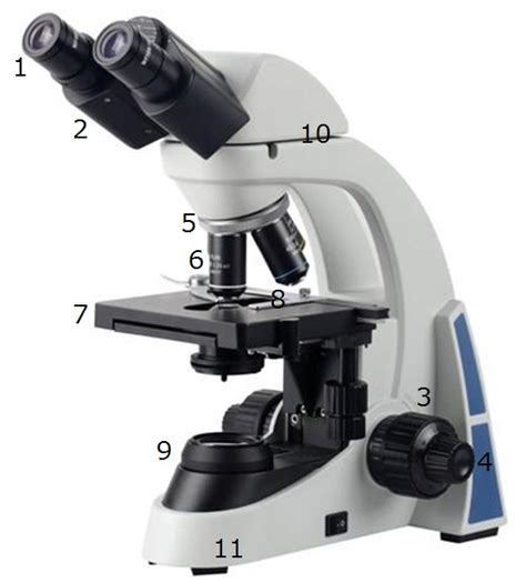 Pengertian Fungsi Dan Bagian Mikroskop Ilmu Pengetahu Vrogue Co