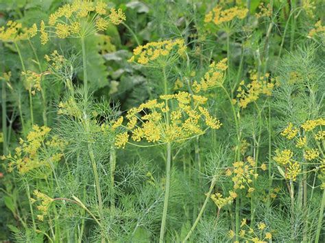 Problems With Dill Plants Reasons Dill Weed Turns Yellow