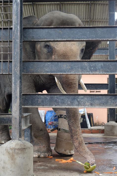 Mosha The First Elephant To Receive A Functioning Prosthetic Leg Pics