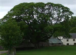 Mature Sycamore In Fell Side © Matthew Hatton Cc By Sa20 Geograph