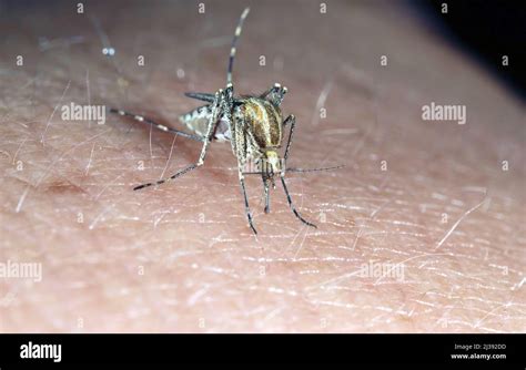Dangerous Malaria Infected Mosquito Skin Bite Leishmaniasis
