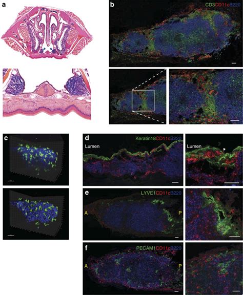 Dendritic Cells Dcs In Murine Nasal Associated Lymphoid Tissue