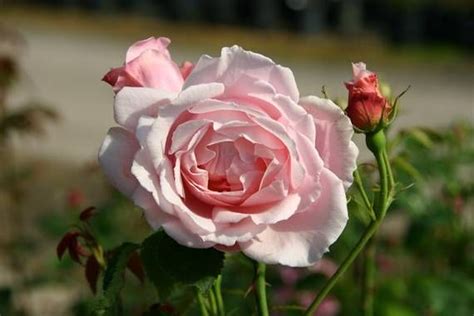 Kathryn Morley Englische Rosen Schöne Rose Kletterrose