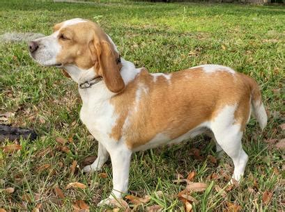We live on a little farm and spend most of our days socializing with our goldens and beagles. Leroy's Country Pups - Akc Beagle Puppies for Sale - Tampa ...