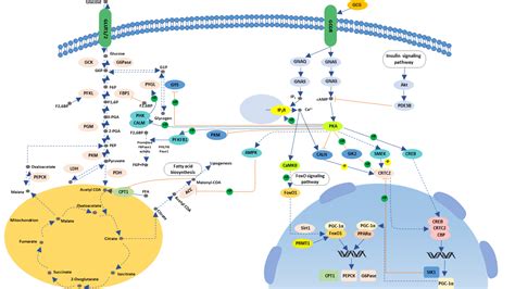 Glucagon信号通路signaling Pathway 武汉华美生物