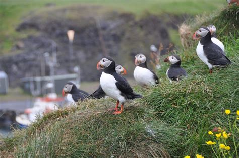 Puffin Watching Places In Iceland Gj Travel