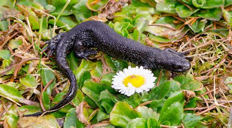 British Newts A Guide To The Three Main Species Of Newt In The Uk
