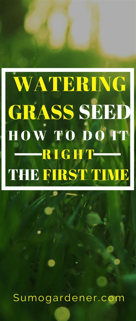 Maybe you would like to learn more about one of these? Watering New Grass Seed: How Often and How Much Water