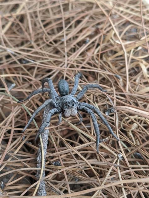 Beautiful Burrowing Wolf Spidergeolycosa Missouriensis That I Rescued