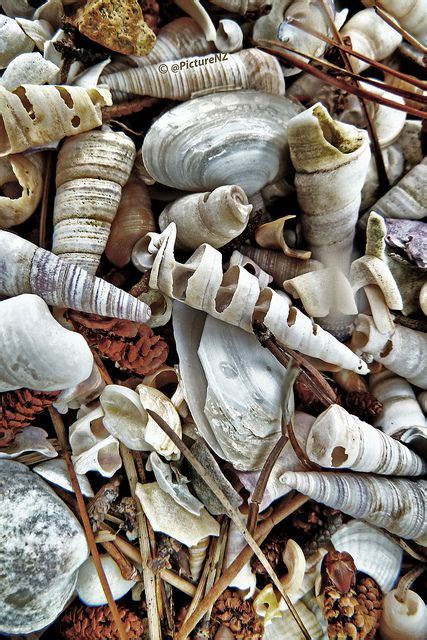 She Sells Seashells By The Seashore Flickr Photo Sharing Seashells