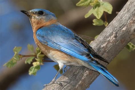 Discover The Most Popular Birds In North America Big Bird Cage North