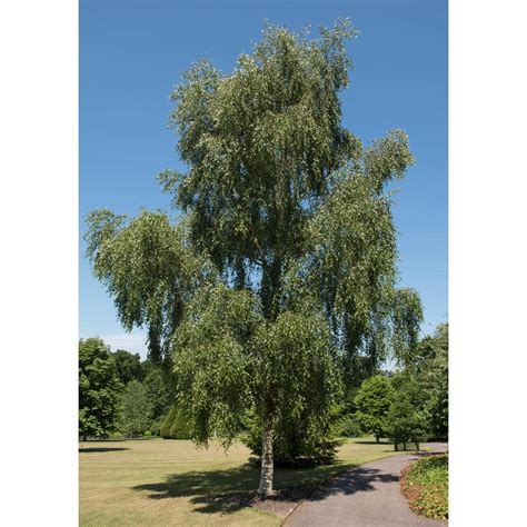 Online Orchards Weeping White Birch Tree Bare Root Shbr002 The Home Depot