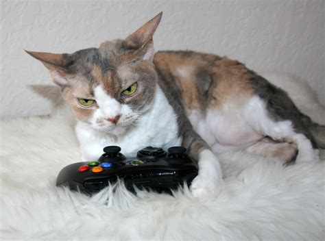 Daisy The Curly Cat Controller
