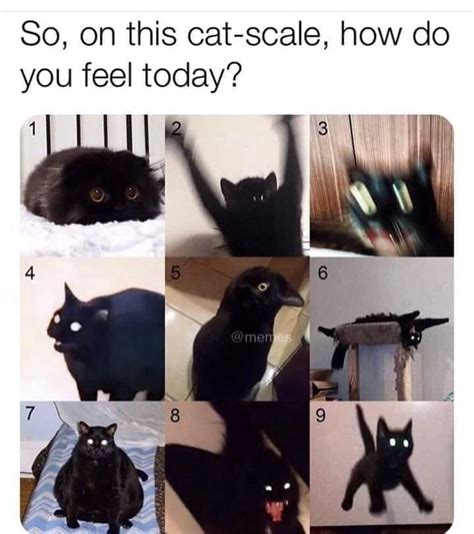 Magically Funny Black Cat Memes Sayingimages In Cute Hot Sex Picture